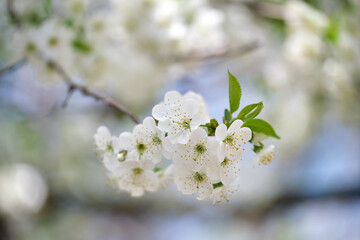 Twigs of cherry tree with white blossoming flowers in early spring