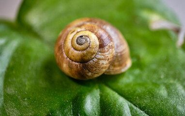 A snail's house in a green suburb