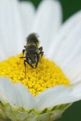 Closeup of a small female large-headed armoured resin bee, Heriades Truncorum in the garden on a yellow white daisy flower