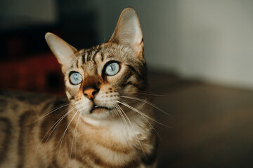 Beautiful stylish Bengal cat. Animal portrait. Playful cat. Bengal cat is lying on the floor.