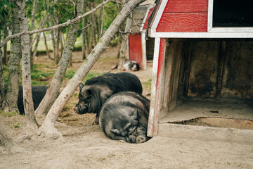 iberian black pigs sleep on the farm