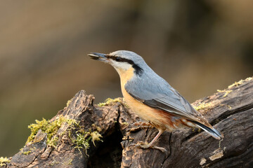 Eurasian nuthatch sitting on old wood in forest. With a sunflower seed in its beak. Genus species Sitta
europaea. 