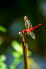 red dragonfly on a yellow flower