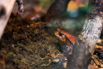 Close-up of a tomato frog. Terrarium. 