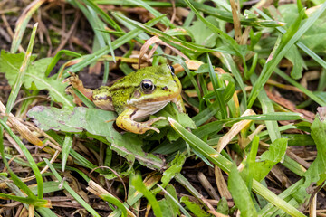 little green frog (Pelophylax esculentus) in the green grass.