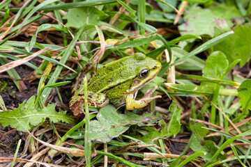 little green frog (Pelophylax esculentus) in the green grass.