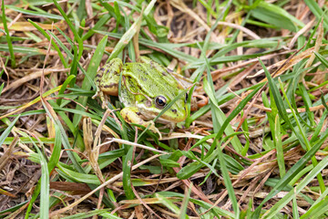 little green frog (Pelophylax esculentus) in the green grass.