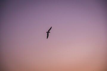 하늘과 새, sky and bird