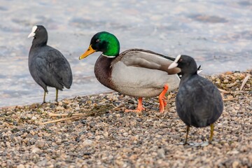 A male mallard duck, a colorful water bird, standing on a lake beach with pebbles among two black Eurasian coots. Blue water in the background.