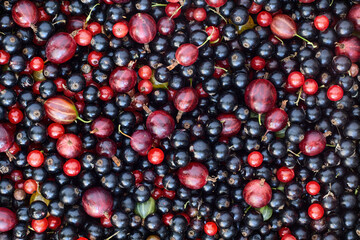 Texture of fresh ripe blackcurrants and gooseberries.