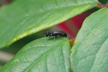 Closeup on a small black white faced maksed solitary bee, Hylaeus species, sitting on a green leaf