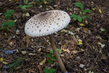 Macrolepiota procera, the parasol mushroom. Edible mushrooms in the forest