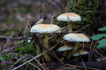 Mushrooms in the forest