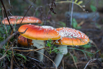 Amanita muscaria, the fly agaric or fly amanita mushroom. Toxic mushrooms in the forest