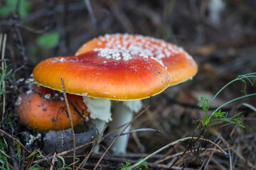 Amanita muscaria, the fly agaric or fly amanita mushroom. Toxic mushrooms in the forest