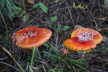 Amanita muscaria, the fly agaric or fly amanita mushroom. Toxic mushrooms in the forest