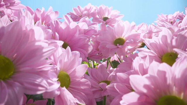 Pink daisy flower