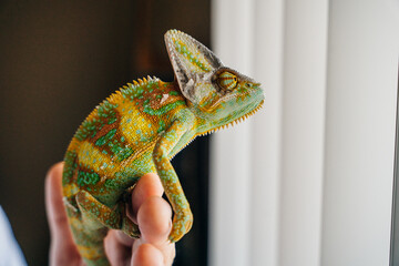 Chameleon close up. Multicolor Beautiful Chameleon closeup reptile with colorful bright skin on the...