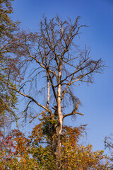 A single sick tree in a mixed forest in autumn shows disease from drought and insects