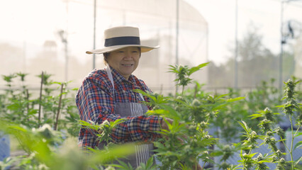 Obraz premium A woman farmer working in outdoor marijuana field, hemp or cannabis plant flower leaves farm lab. Product in laboratory in medical, healthcare, research. Natural food. Ganja narcotic weed. People