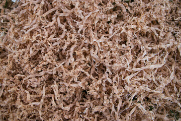 Sawdust Texture Wood chips. Wood sawdust. 