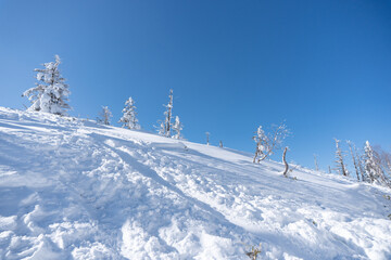 雪の山の斜面に生えている雪に覆われた樹木