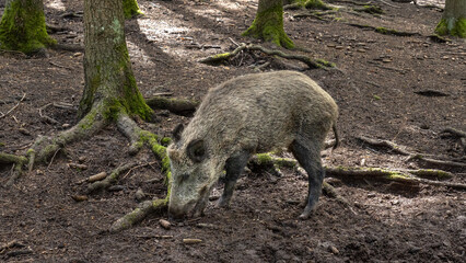 Einzelnes Wildschwein in Seitenansicht sucht am Waldboden nach Fressen