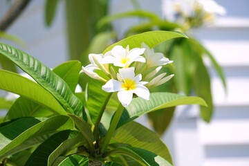 frangipani flower on green background