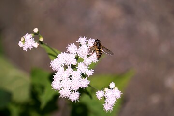 bee on a flower
