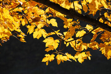 Berghorn im Herbst im Obertal bei Hinterstein.