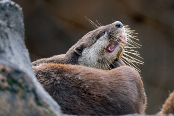 otter on the rock