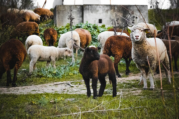 Mothers and young sheep and lambs agreeing in the field. - obrazy, fototapety, plakaty