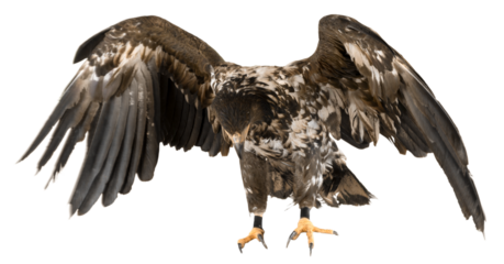 Young bird wild black chested buzzard eagle