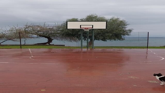 Basketball Court with sea and cat