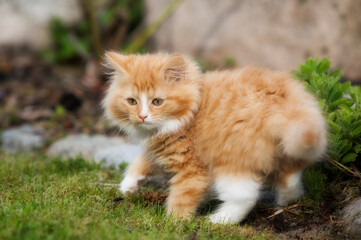 Naklejka na ściany i meble Cute, Long-Haired Kitten Free to Walk Outside for the First Time