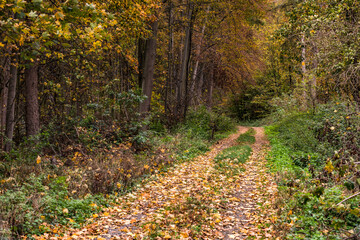 A lonely and scenic forest dirt road with a lot of leaves with autumn colors in Germany