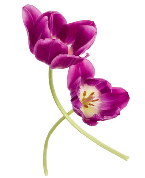 Two lilac tulip flowers isolated on white background cutout