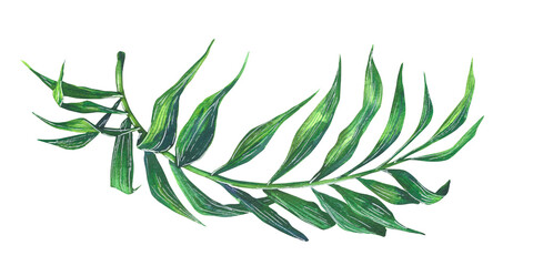 Coconut palm branch, hovei, green. watercolor illustration. Isolated object on a white background from the BEACH BAR collection. For decoration and design, compositions and patterns.