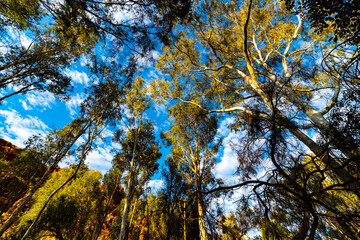 The luscious canopy of trees growing inside a gorge in karijini national park in western australia; vegetation of a lush oasis in the australian outback