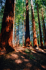 Bosque de sequoyas.