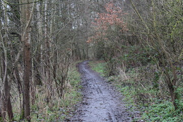 Matschiger Weg im Wald