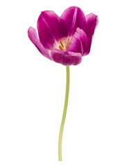 One lilac tulip flower isolated on white background cutout