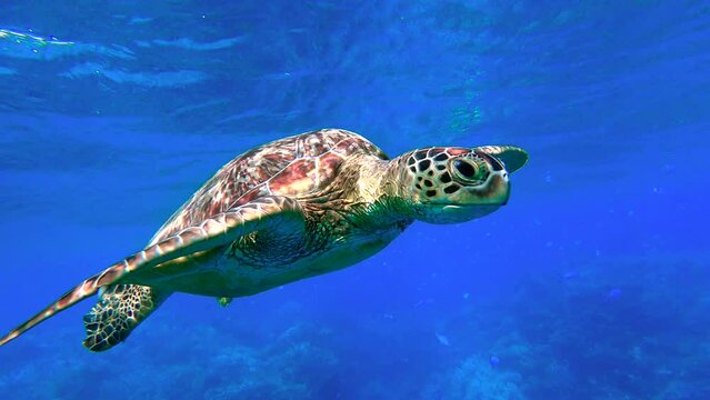 Sea turtle swimming in clear tropical blue water and eating some food - Mayotte