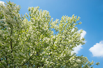 bird cherry tree full bloom at springtime. blue sky background