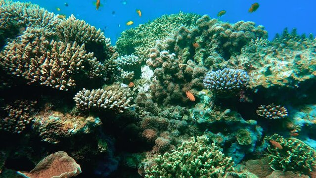 Discovering beautiful corals and fishes in tropical waters in Mayotte - Indian Ocean