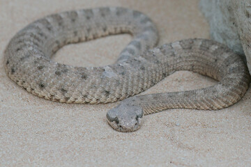 Desert snake lies in the sand in the shape of an eight