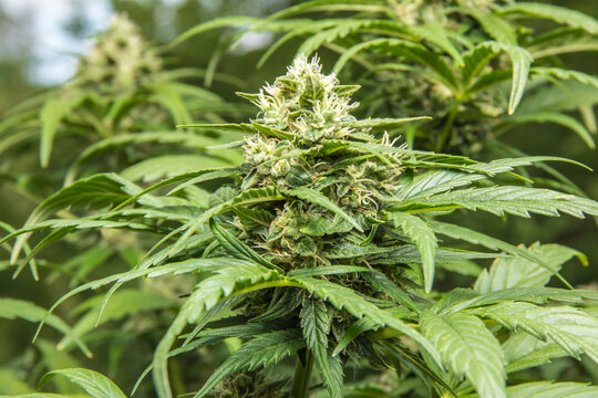 Marihuana