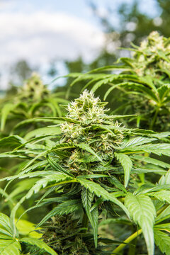 Marihuana
