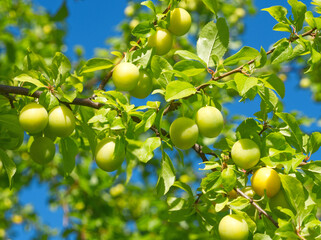 Yellow cherry plum grow on plum tree branch. Summer landscape. Ripe plums on green leaf background....