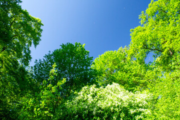 green tree in the park